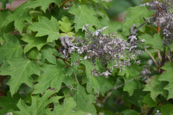 Hydrangea quercifolia ′Pee Wee′ - Old Flowers