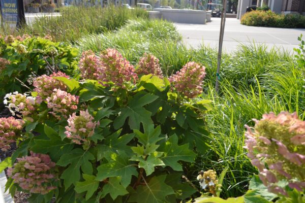 Hydrangea quercifolia ′Pee Wee′ - Summer Interest