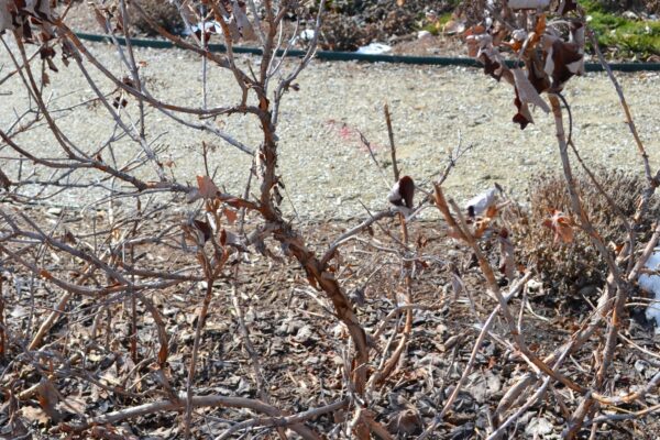 Hydrangea quercifolia ′Pee Wee′ - Winter Habit