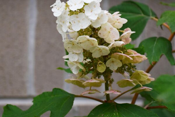 Hydrangea quercifolia ′Sike’s Dwarf′ - Flower Panicle