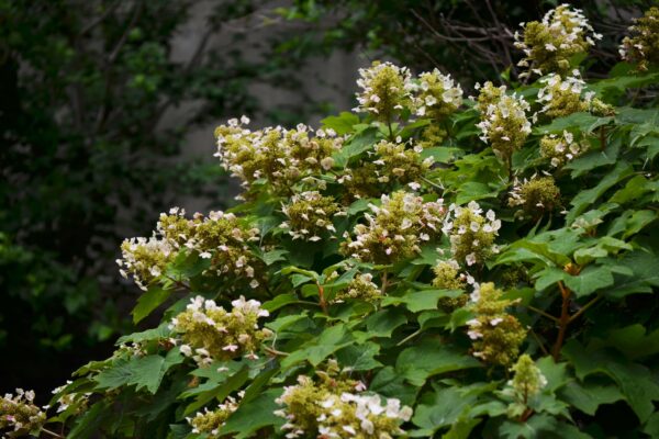 Hydrangea quercifolia ′Sike’s Dwarf′ - Flowers