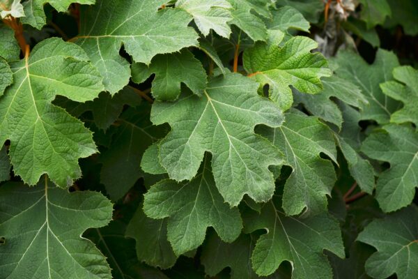 Hydrangea quercifolia ′Sike’s Dwarf′ - Foliage