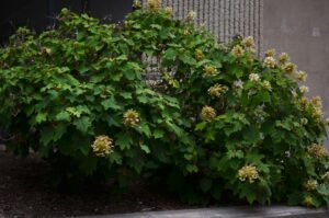Hydrangea quercifolia ′Sike’s Dwarf′ - Flowering Habit