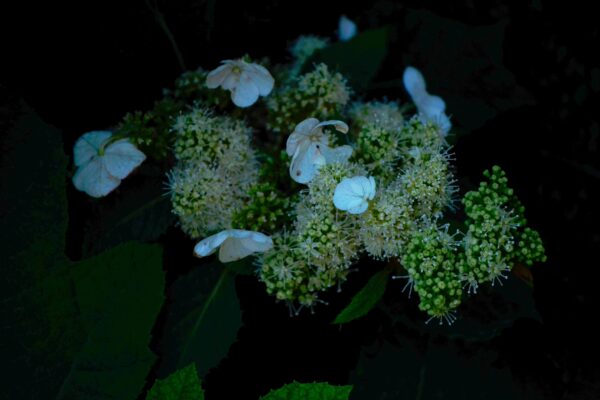 Hydrangea quercifolia ′Sike’s Dwarf′ - Flower Buds
