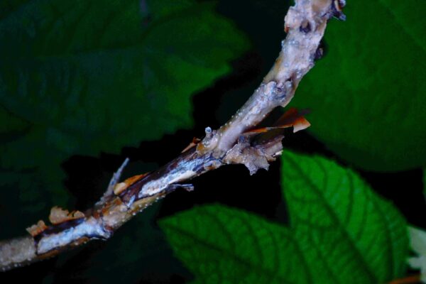 Hydrangea quercifolia ′Sike’s Dwarf′ - Bark