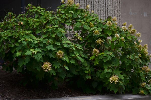 Hydrangea quercifolia ′Sike’s Dwarf′ - Flowering Habit