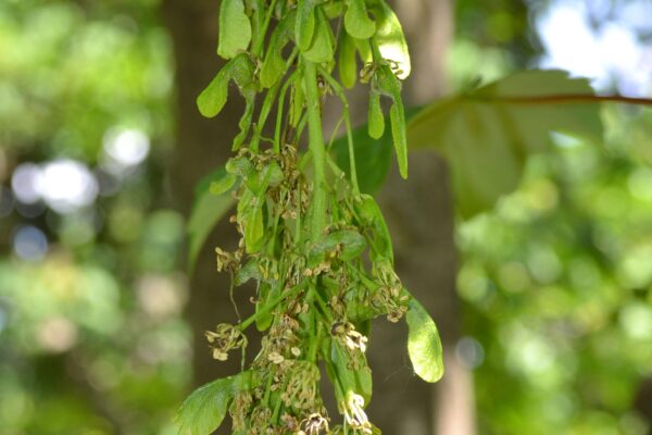 Acer pseudoplatanus - Flower and Fruit