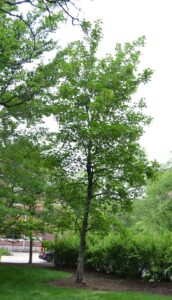 Acer pseudoplatanus - Overall Habit