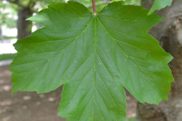 Acer pseudoplatanus - Leaf