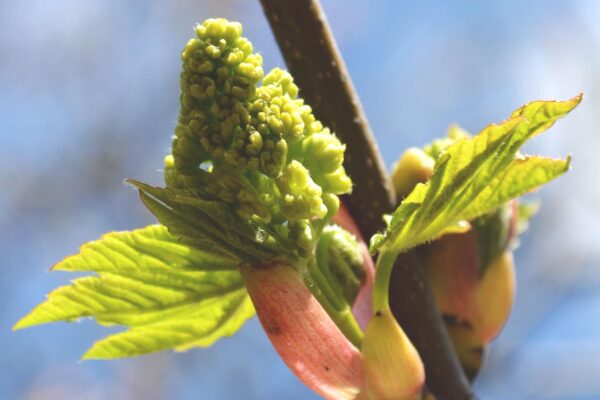 Acer pseudoplatanus - Flower
