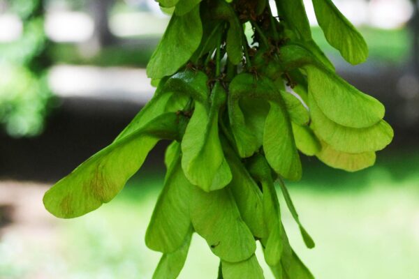 Acer pseudoplatanus - Samara Fruit