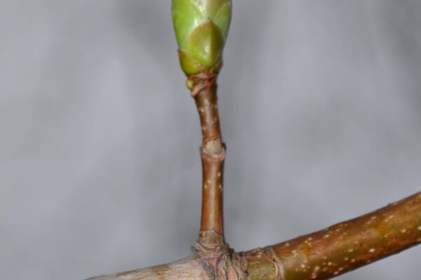 Acer pseudoplatanus - Bud