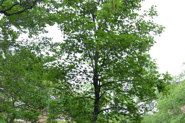 Acer pseudoplatanus - Overall Habit