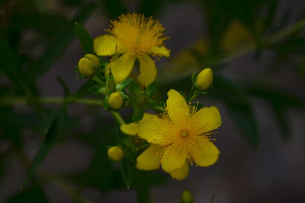 Hypericum prolificum - Flowers and Buds