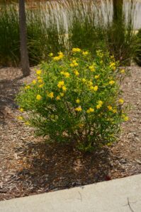 Hypericum prolificum - Flowering Habit