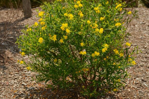 Hypericum prolificum - Flowering Habit