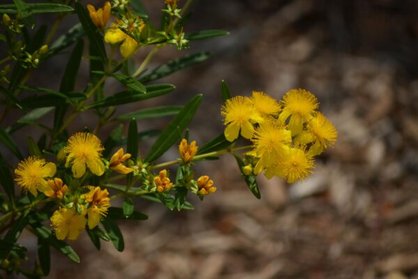 Hypericum prolificum - Flowers