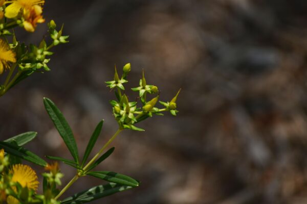 Hypericum prolificum - Buds