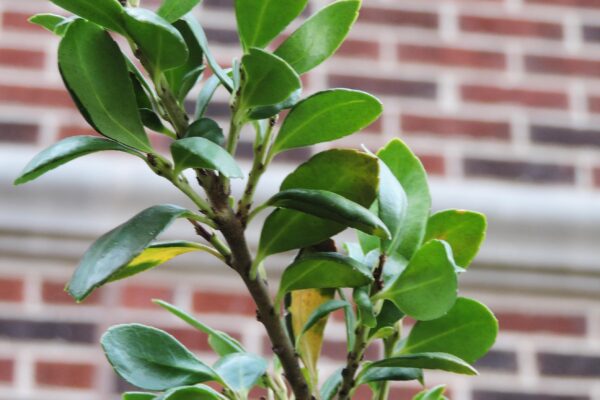 Ilex crenata ′Hetzii′ - Foliage