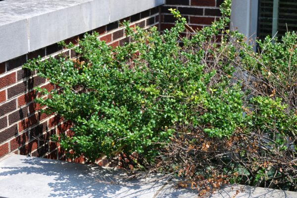 Ilex crenata ′Hetzii′ - Summer Habit