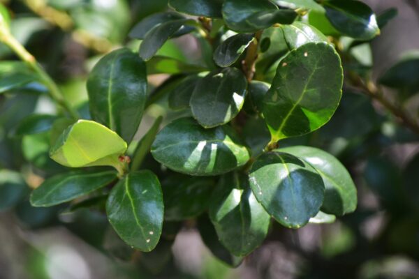 Ilex crenata ′Hetzii′ - Leaves