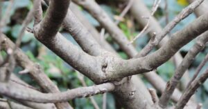 Ilex crenata ′Hetzii′ - Bark