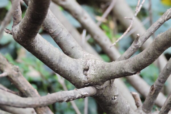 Ilex crenata ′Hetzii′ - Bark