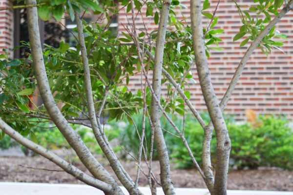 Ilex glabra - Bark