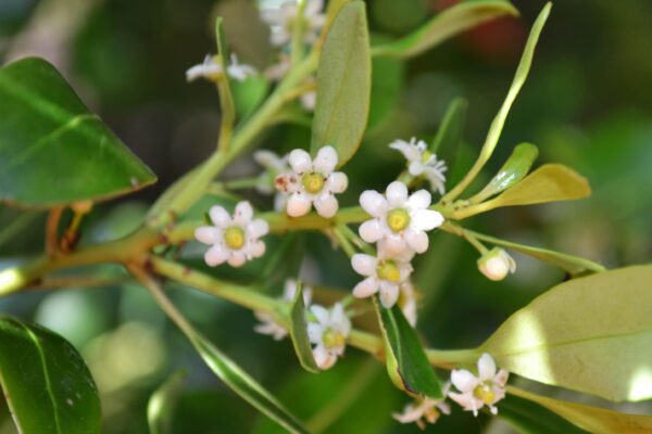 Ilex glabra - Flower