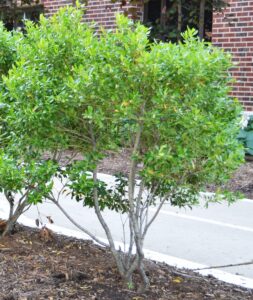 Ilex glabra - Shrub Habit