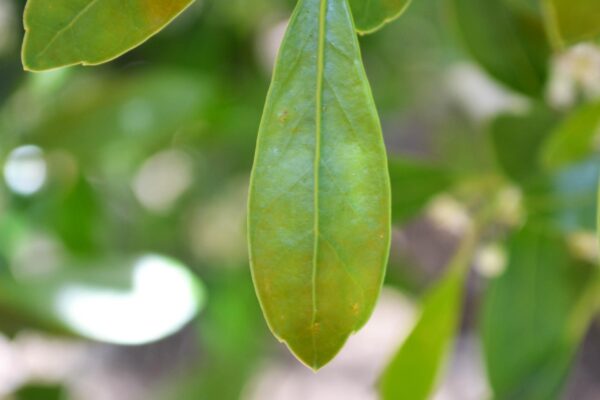 Ilex glabra - Leaf