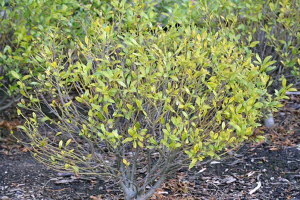 Ilex glabra - Fall Color