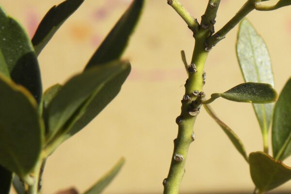 Ilex glabra - Buds