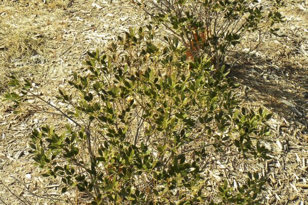 Ilex glabra - Winter Habit