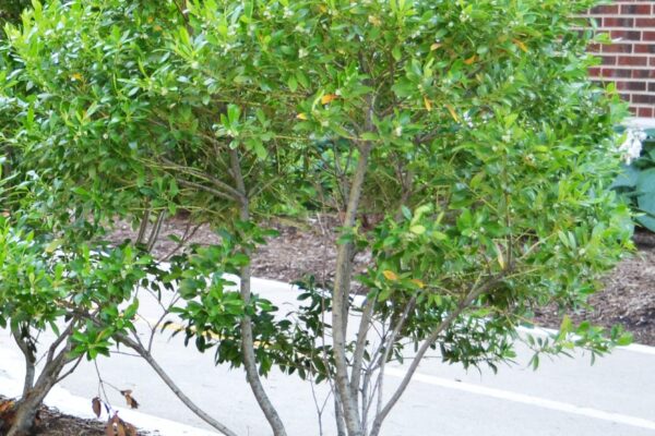 Ilex glabra - Shrub Habit