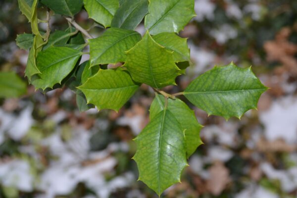 Ilex opaca - Leaves