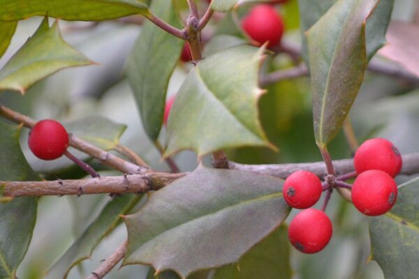 Ilex opaca - Fruit