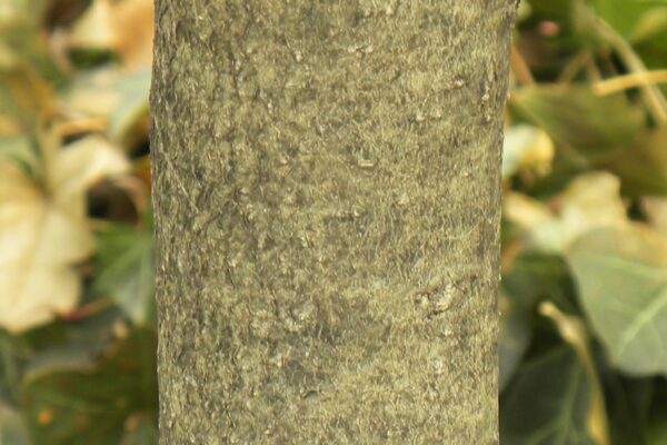 Ilex opaca - Bark