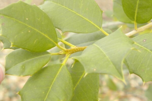 Ilex opaca - Foliage and Buds