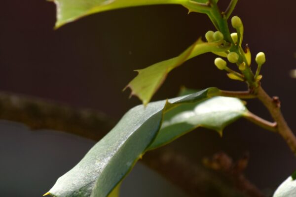 Ilex opaca - Flower Buds