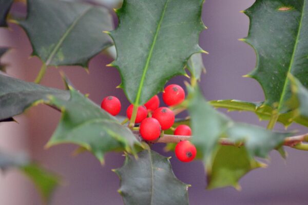 Ilex opaca ′Old Heavy Berry′ - Fruit