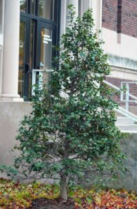 Ilex opaca ′Old Heavy Berry′ - Overall Habit