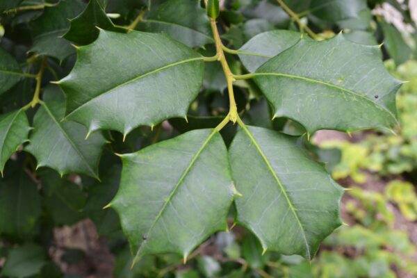 Ilex opaca ′Old Heavy Berry′ - Foliage