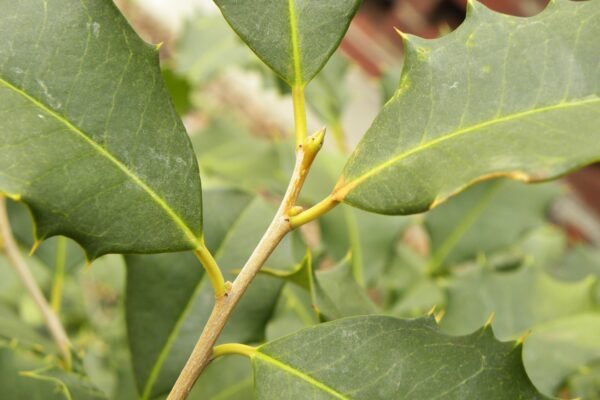 Ilex opaca ′Old Heavy Berry′ - Buds