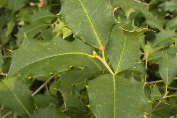 Ilex opaca ′Old Heavy Berry′ - Buds and Foliage