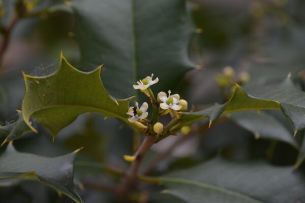 Ilex opaca ′Old Heavy Berry′ - Flowers and Flower Buds