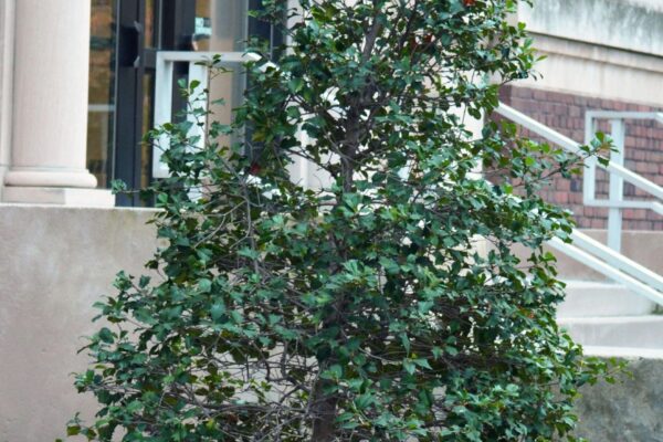 Ilex opaca &prime;Old Heavy Berry&prime; - Overall Habit