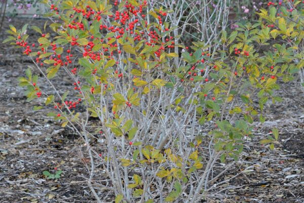 Ilex verticillata - Fall Color and Fruit