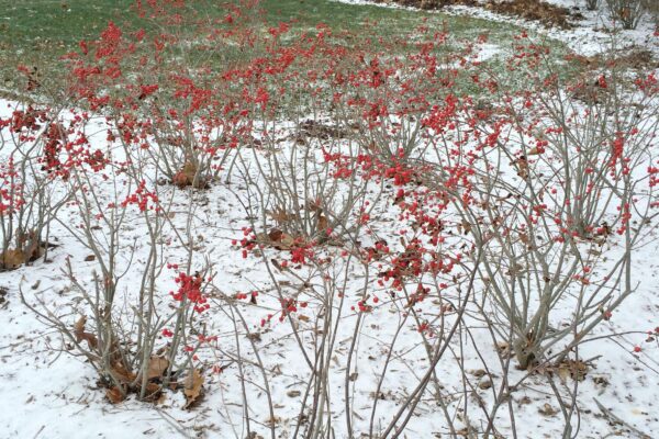 Ilex verticillata - Winter Habit
