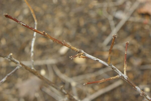 Ilex verticillata - Buds
